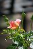 ajmole > Chicago Peace rose.