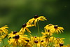 ajmole > Rudbeckia fulgida, commonly known as Black-eyed Susan, Brilliant Coneflower, Eastern Coneflower, or Orange Coneflower.