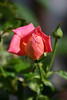ajmole > Flora photo