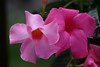 ajmole > Flora photo