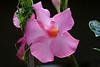 ajmole > Flora photo