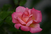 ajmole > Chicago Peace rose.