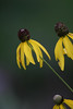 ajmole > Rudbeckia (Rudbeckia pinnatad): Grey-headed Coneflower