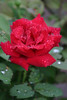 ajmole > Mr. Lincoln rose